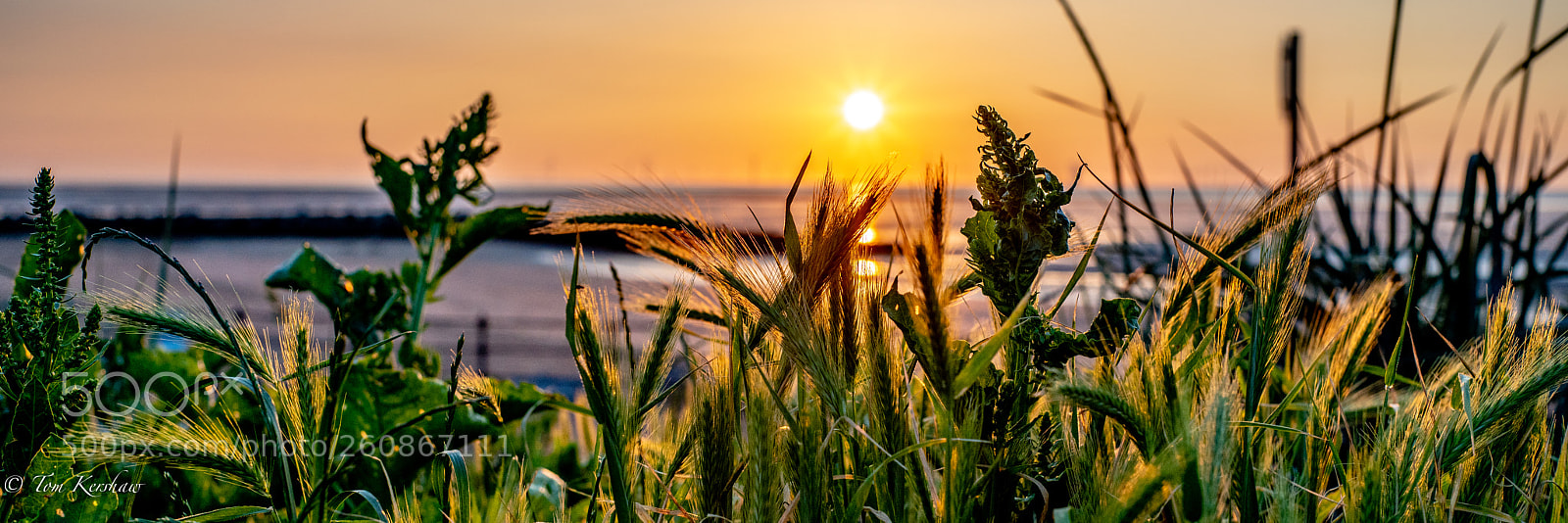 Sony a7R III sample photo. Dsc photography