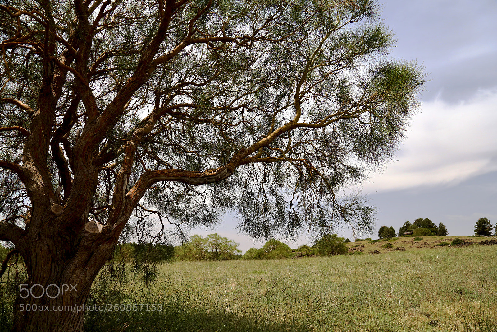 Canon EOS 5DS R sample photo. Etna's tree photography