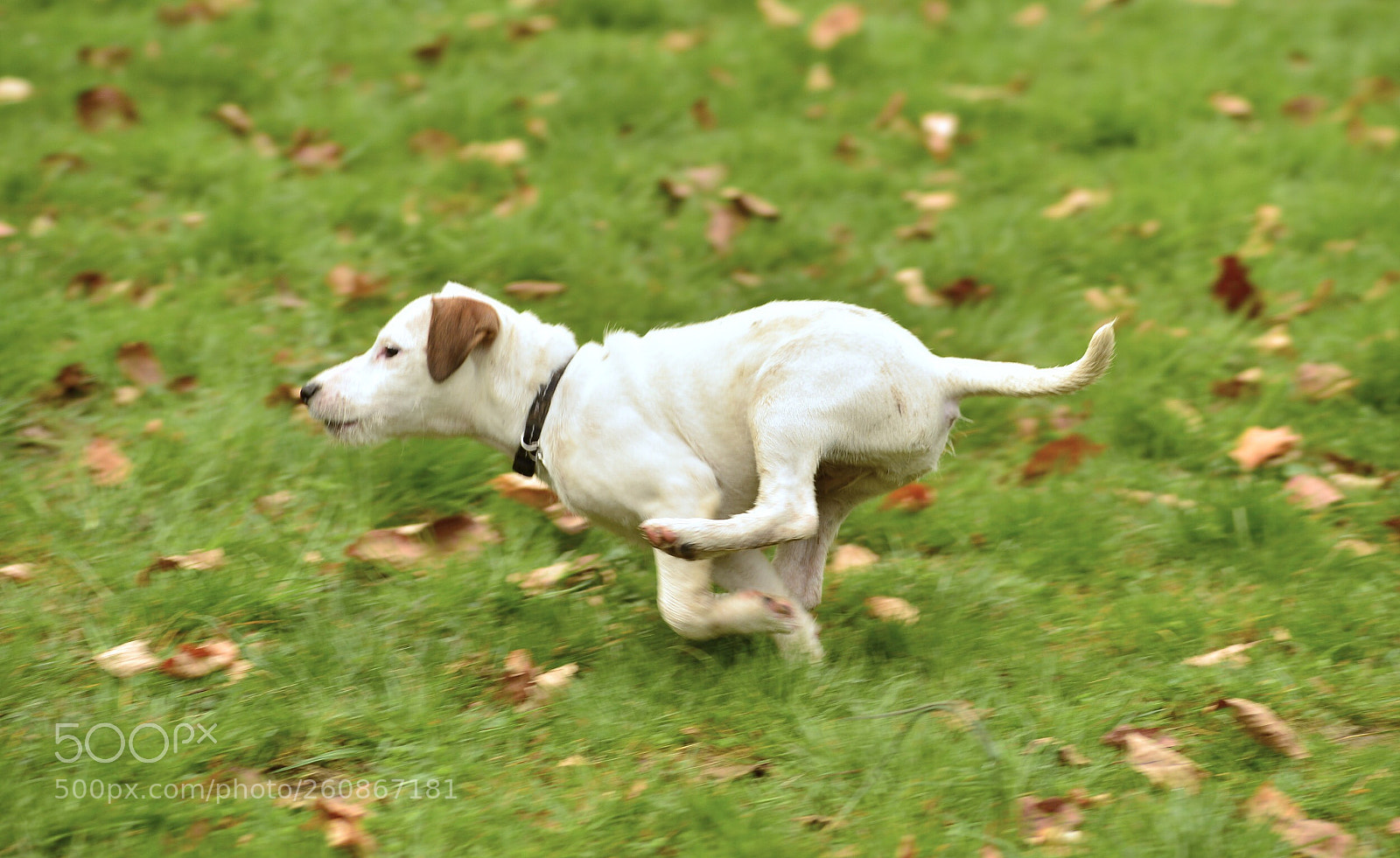 Nikon Df sample photo. Run run run photography