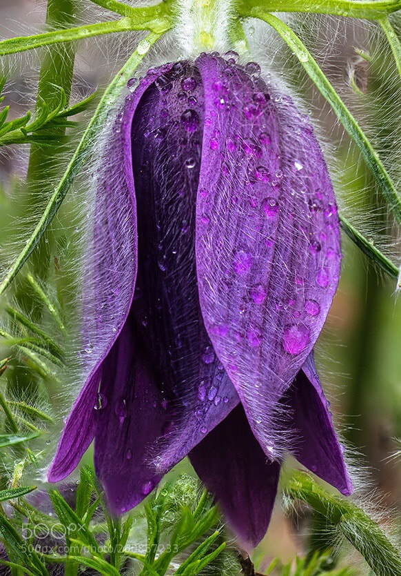 Pentax K-1 sample photo. Purple flower photography