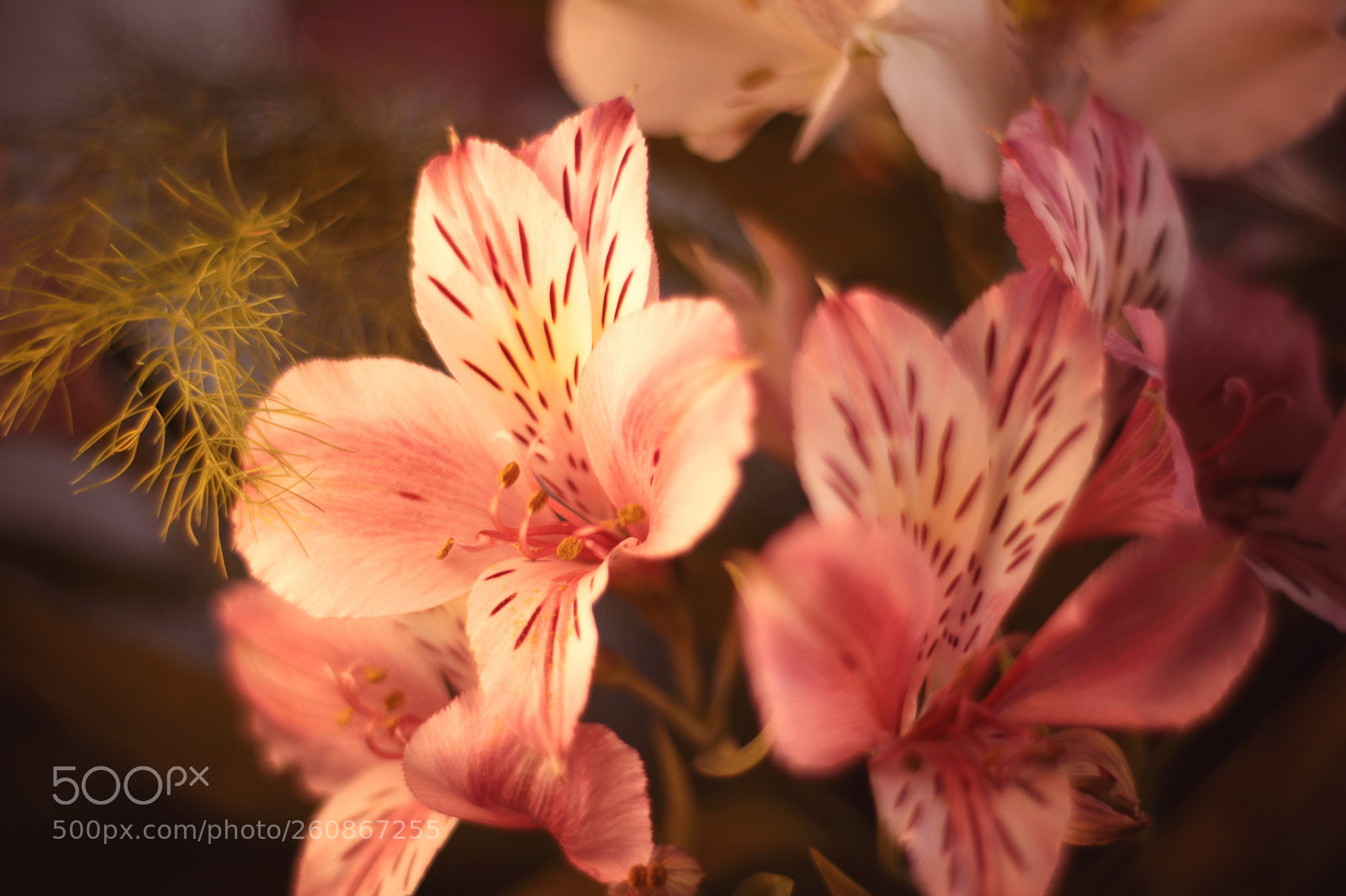 Canon EOS 80D sample photo. Flowers photography