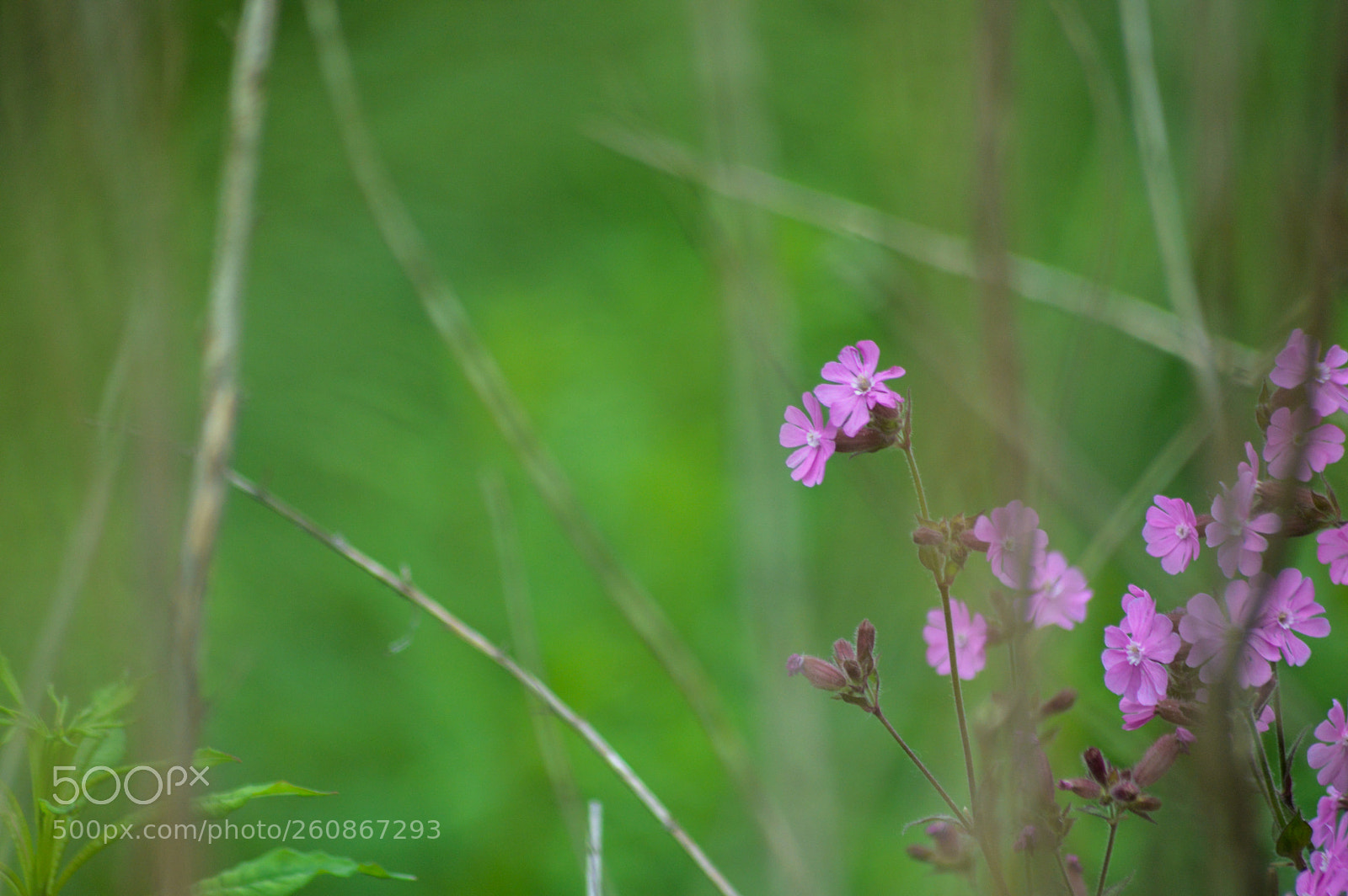 Nikon D3200 sample photo. Red campion photography