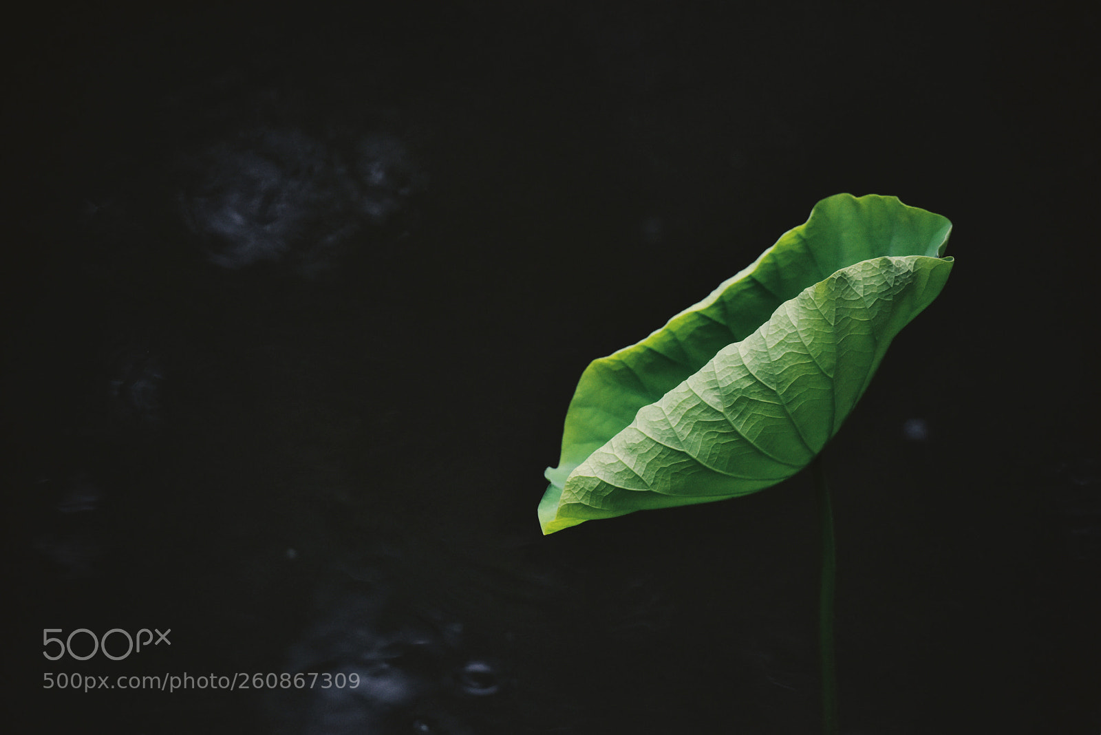 Nikon D810 sample photo. In the dark photography
