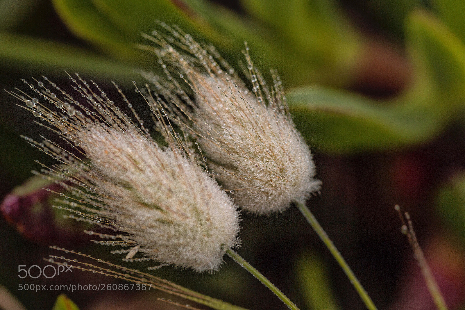 Canon EOS 6D sample photo. Flowers  photography