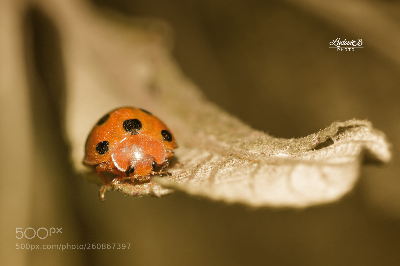 Nikon D3100 sample photo. Coccinelle photography