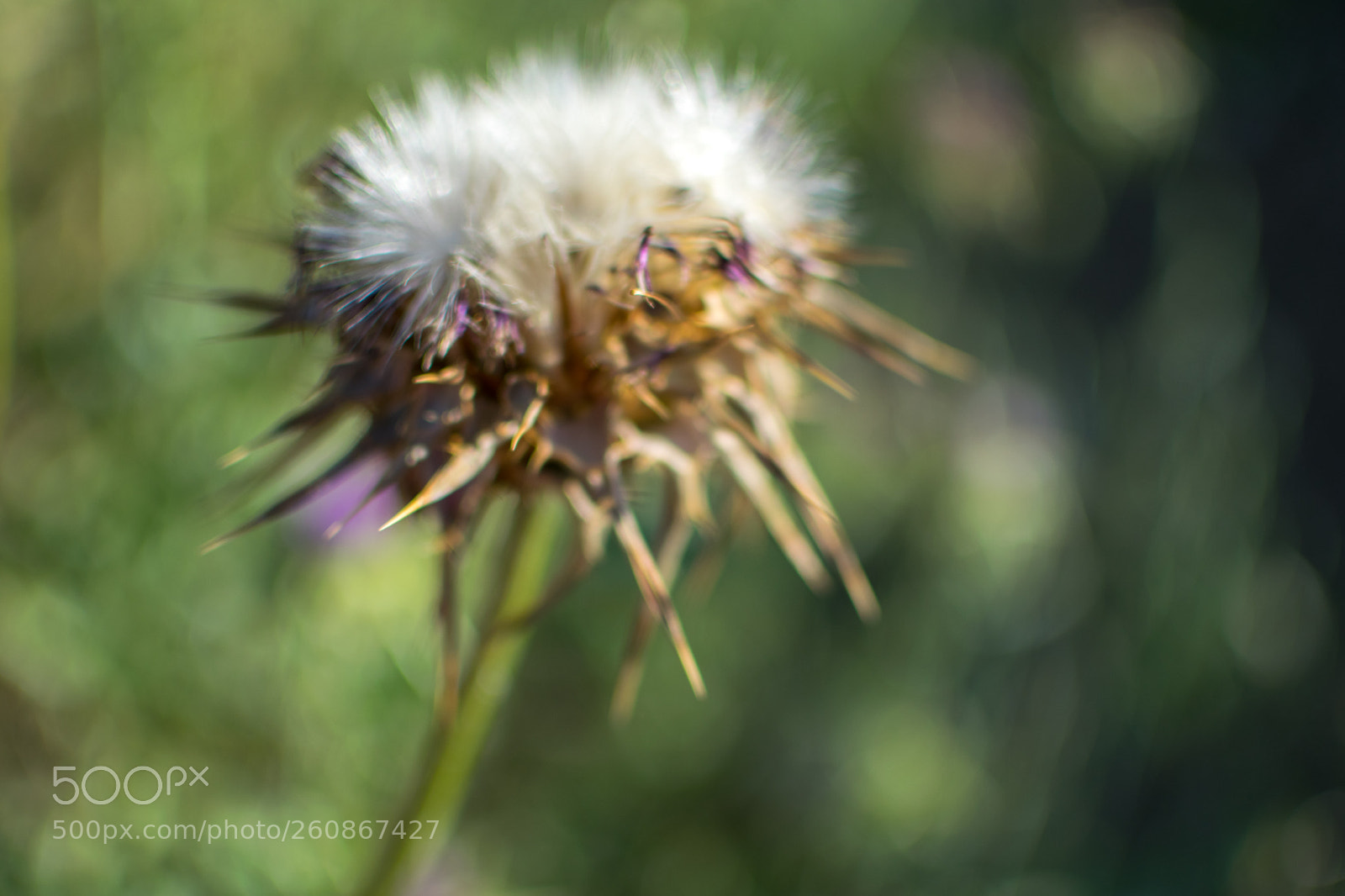 Nikon D3300 sample photo. Dead flower .. photography