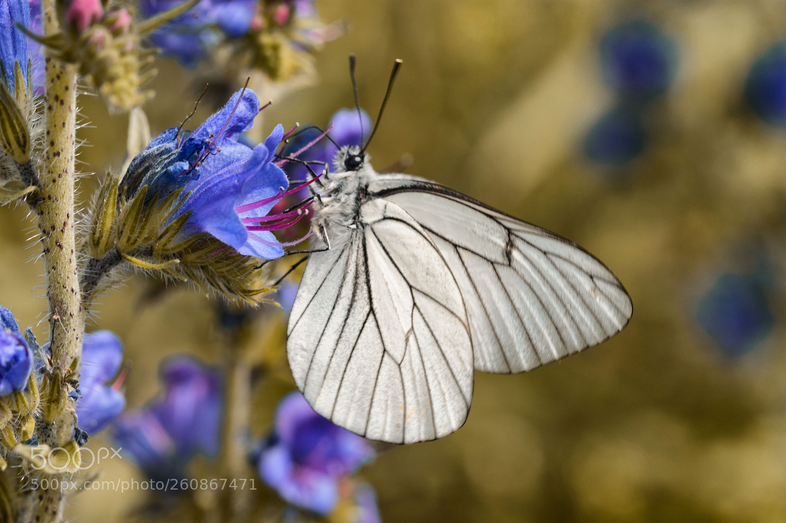 Nikon D7200 sample photo. Baumweißling auf natternkopf photography