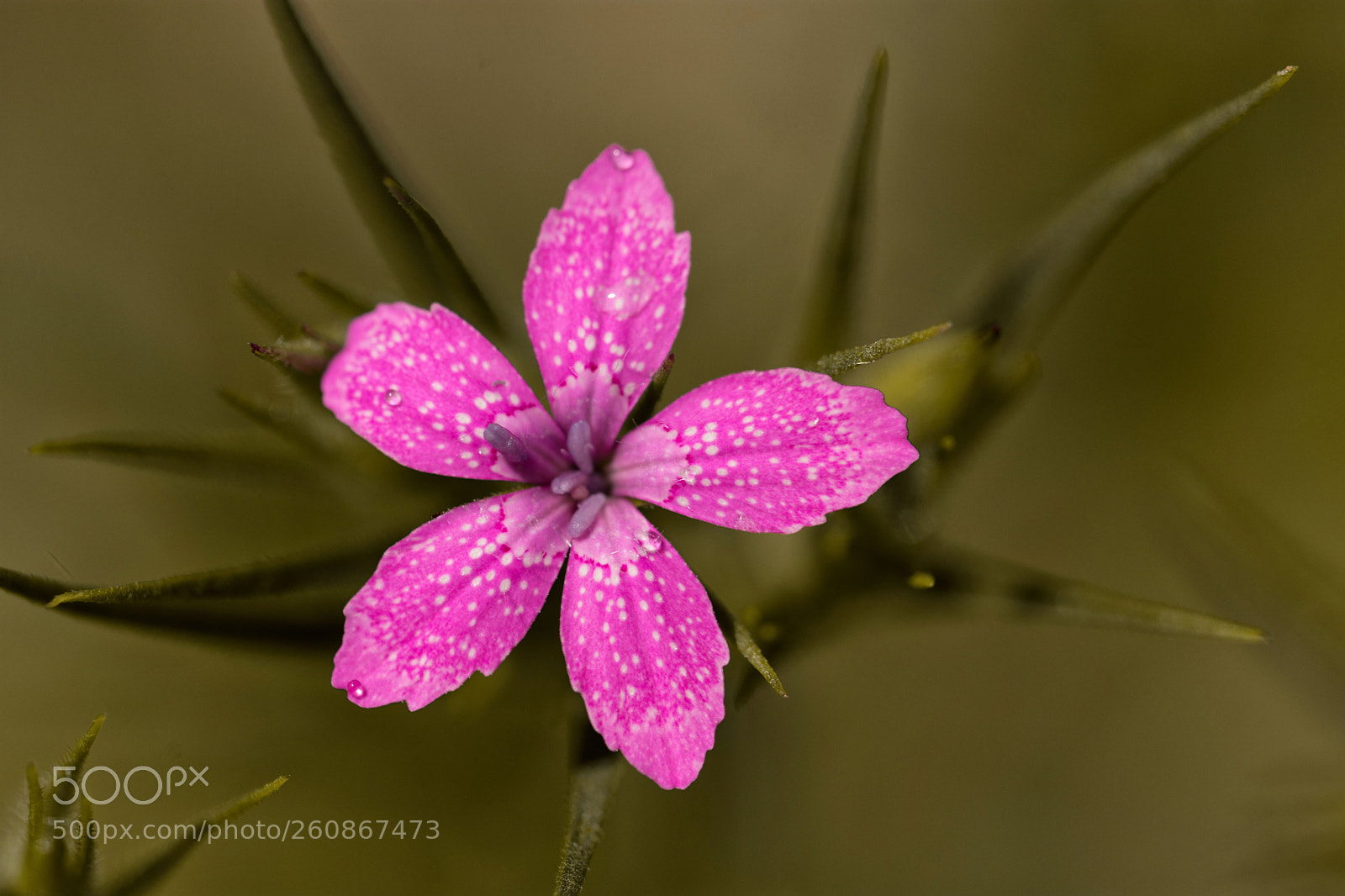 Nikon D7200 sample photo. Blume photography