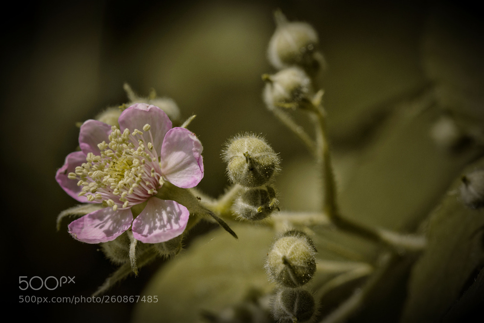 Nikon D7200 sample photo. Brombeere photography