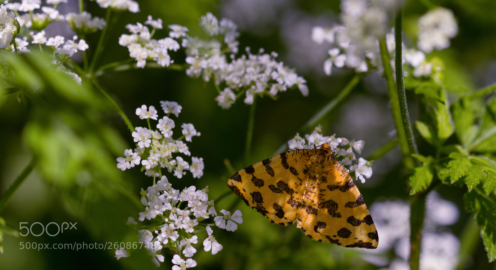 Nikon D7200 sample photo. Fleckenspanner photography