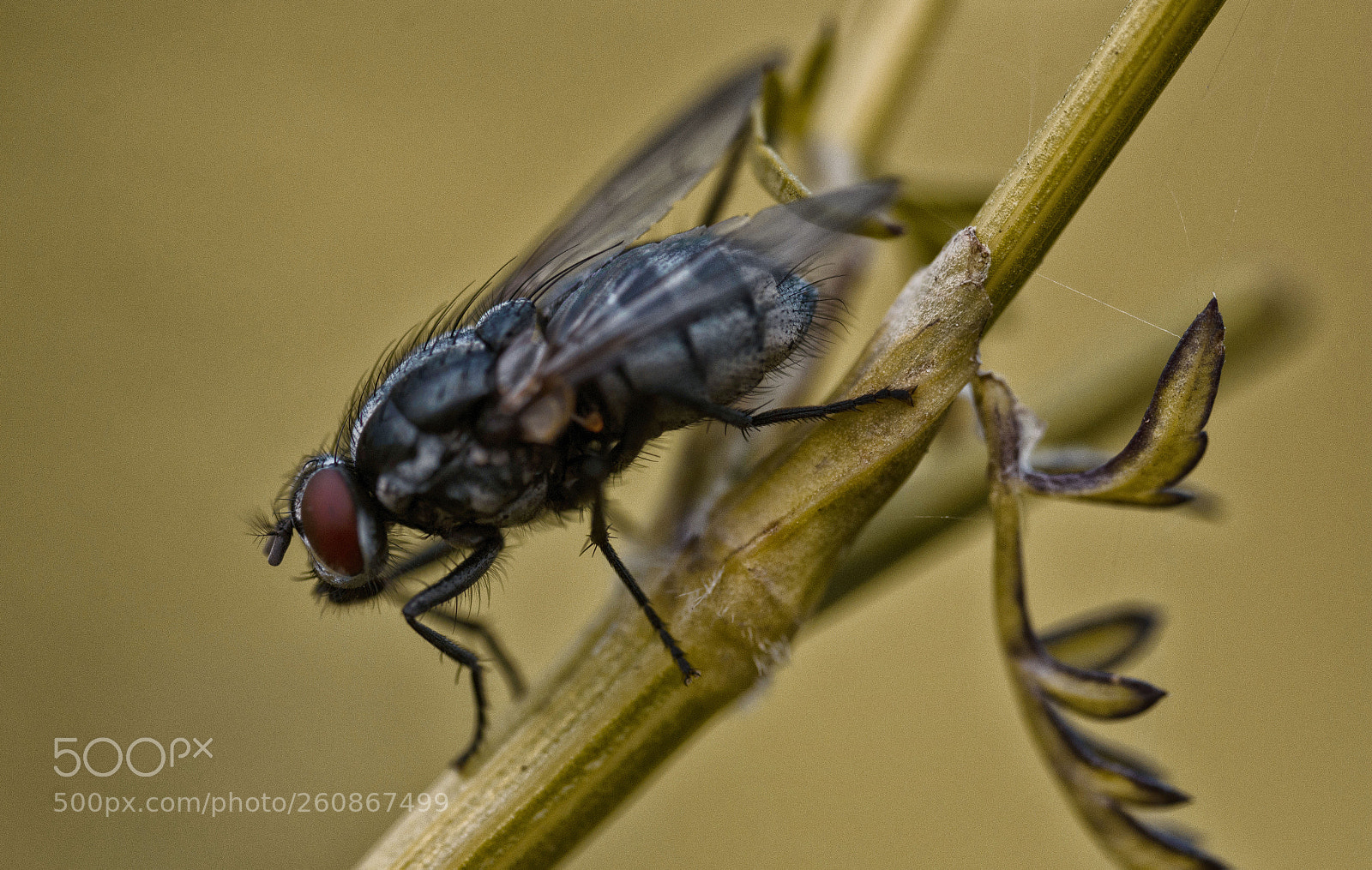 Nikon D7200 sample photo. Fliege photography