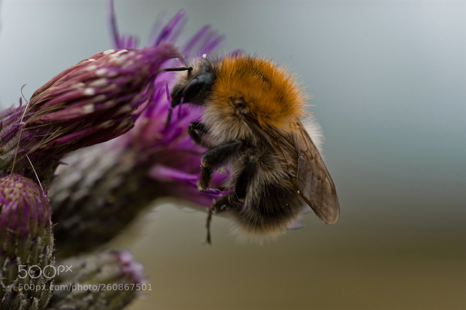 Nikon D7200 sample photo. Hummel photography