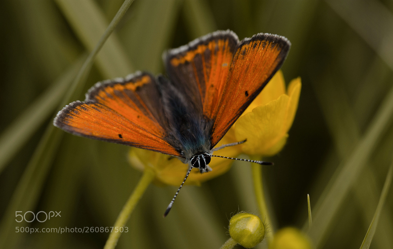 Nikon D7200 sample photo. Großer feuerfalter photography