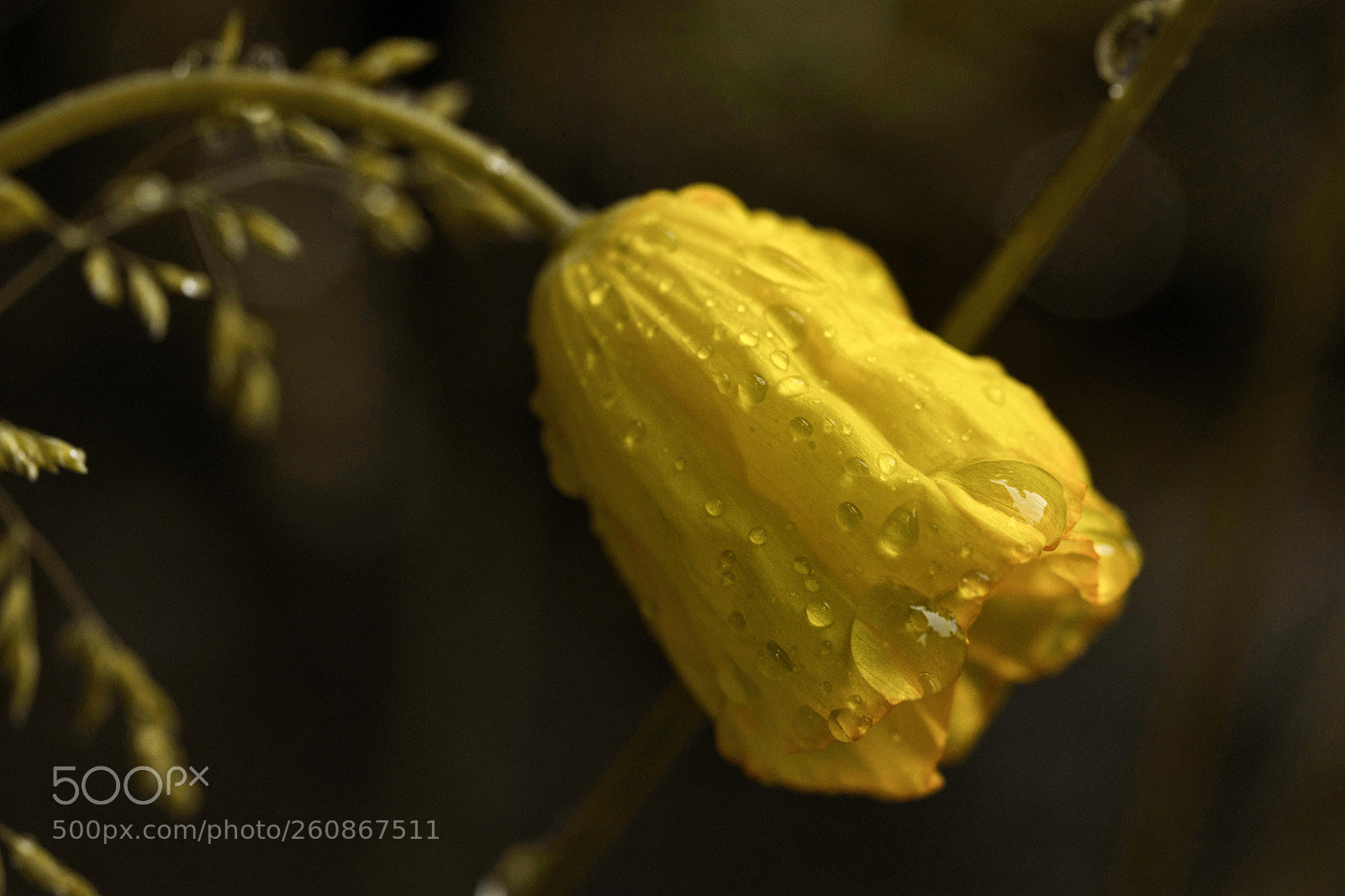 Nikon D7200 sample photo. Islandmohn photography