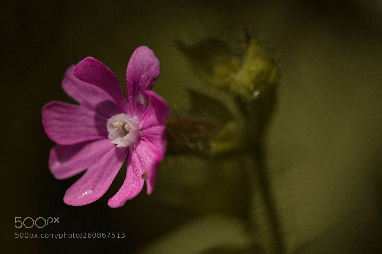 Nikon D7200 sample photo. Lichtnelke photography