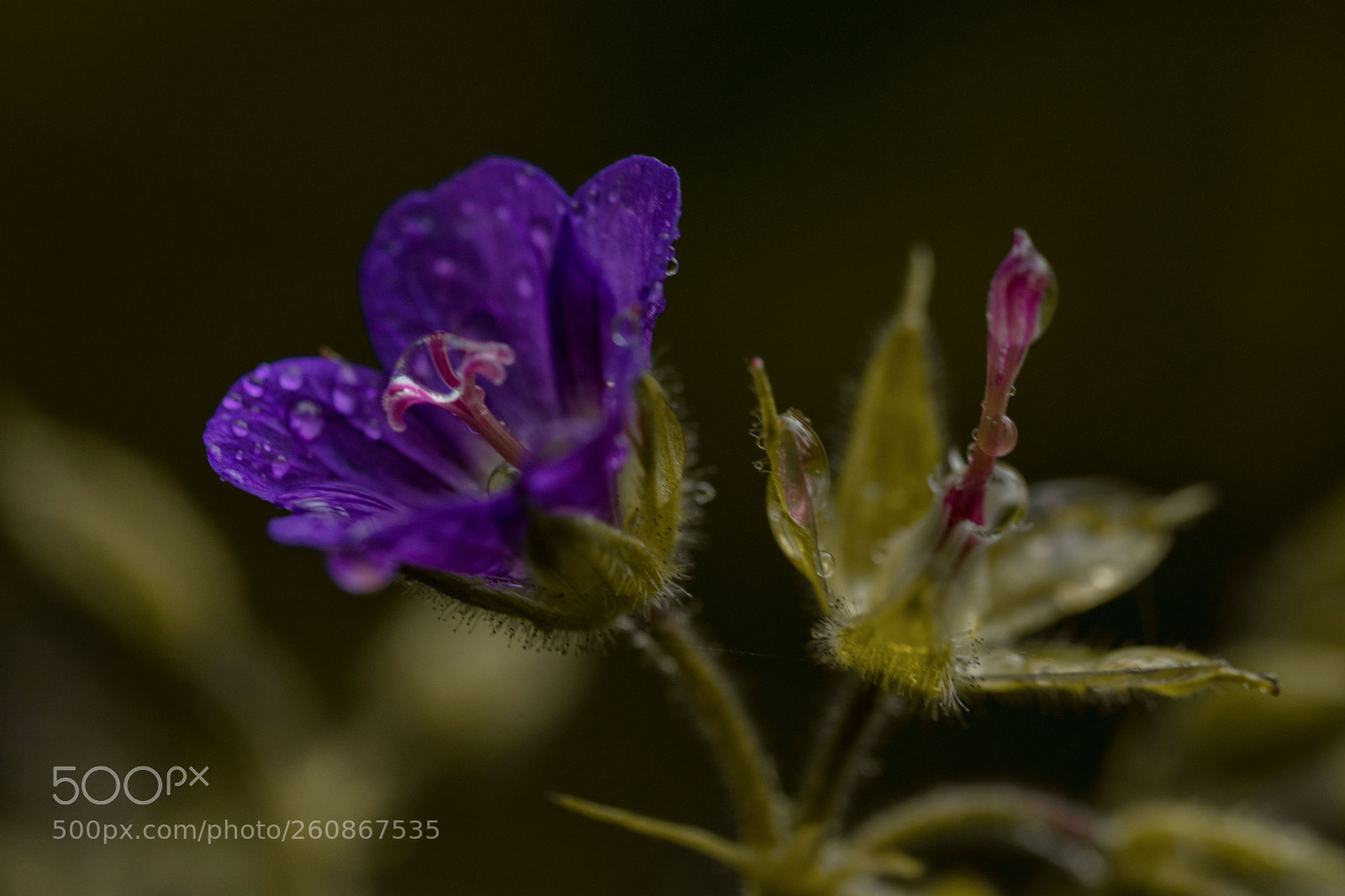 Nikon D7200 sample photo. Storchenschnabel photography