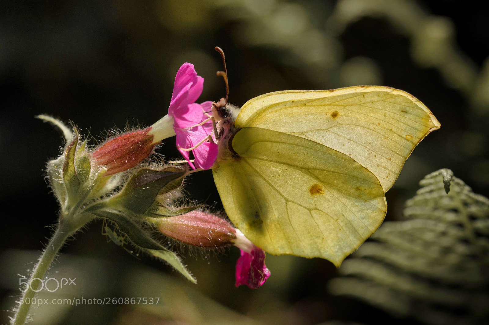 Nikon D7200 sample photo. Zitronenfalter photography