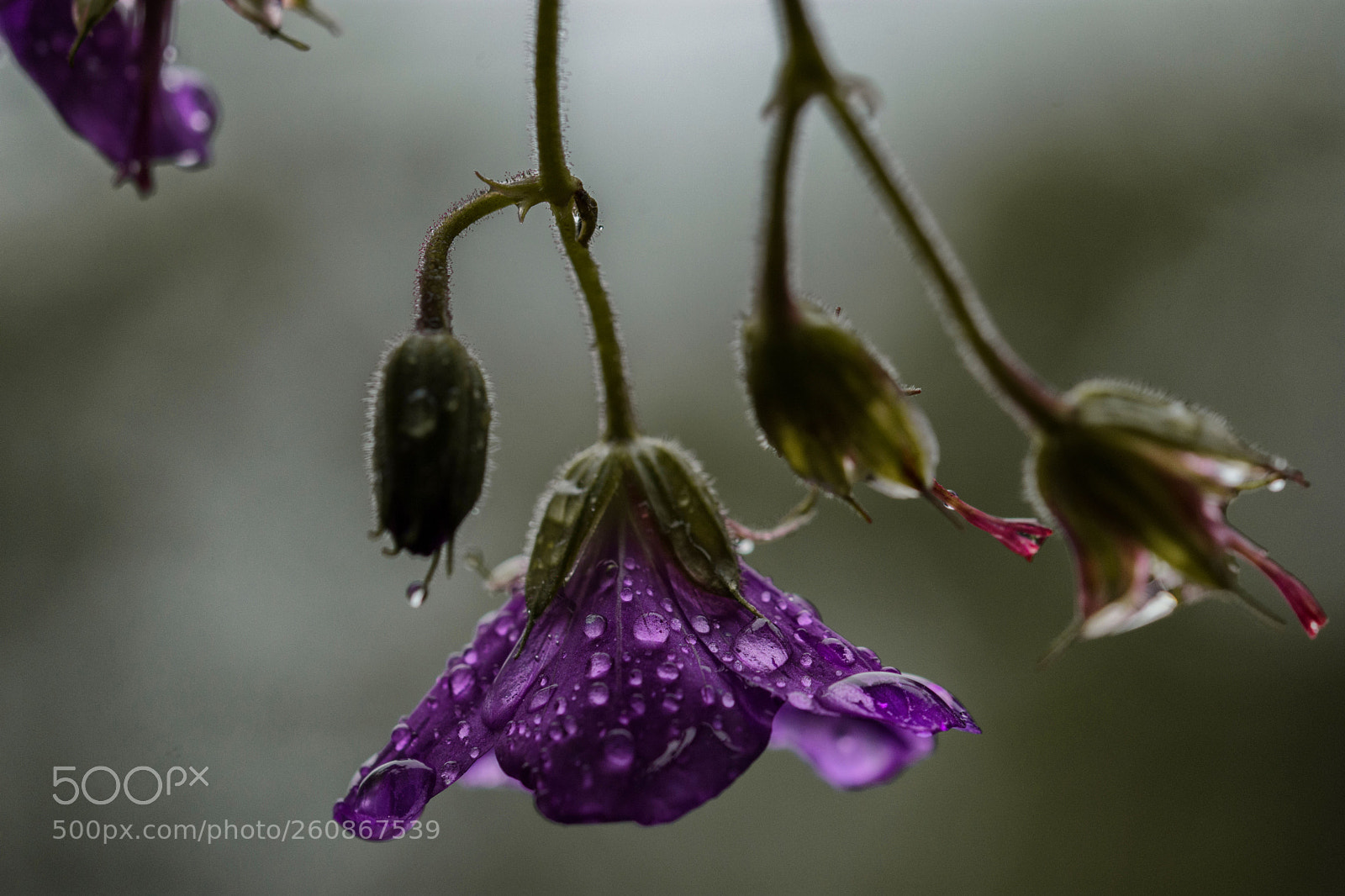 Nikon D7200 sample photo. Storchenschnabel photography