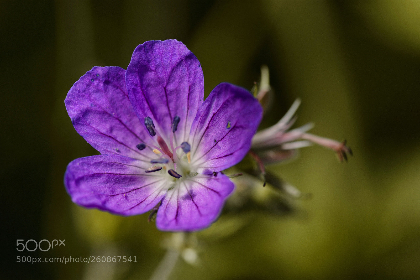 Nikon D7200 sample photo. Wiesenstorchenschnabel photography