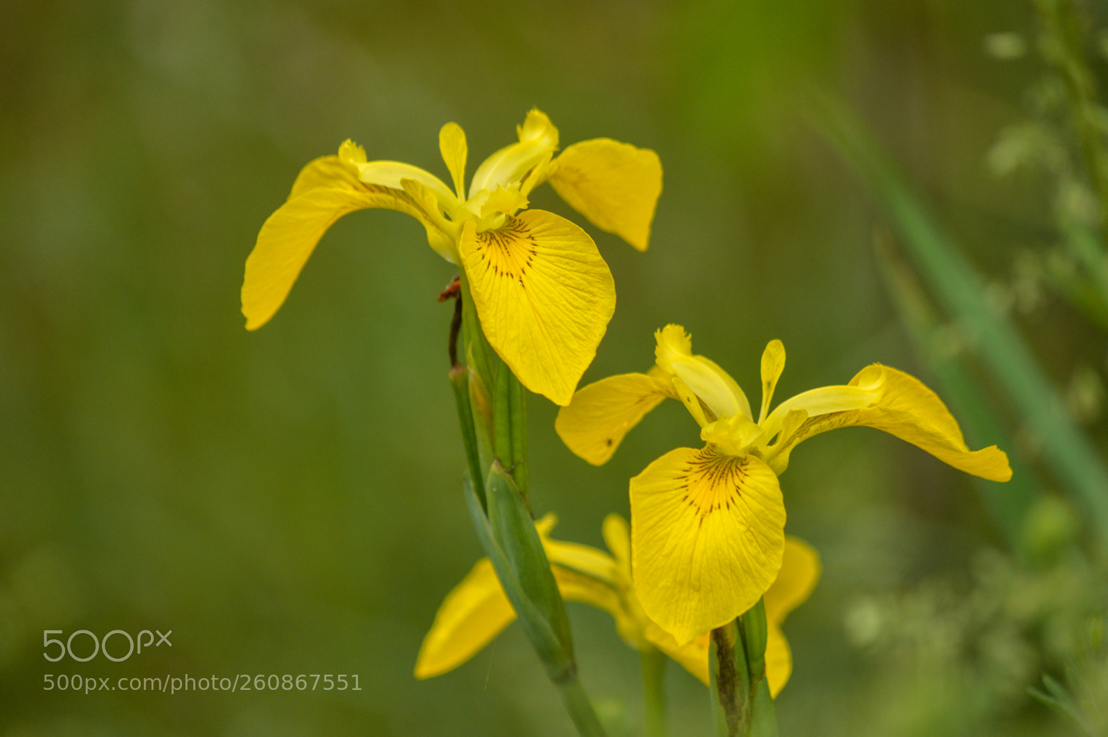 Nikon D3200 sample photo. Yellow flag iris photography