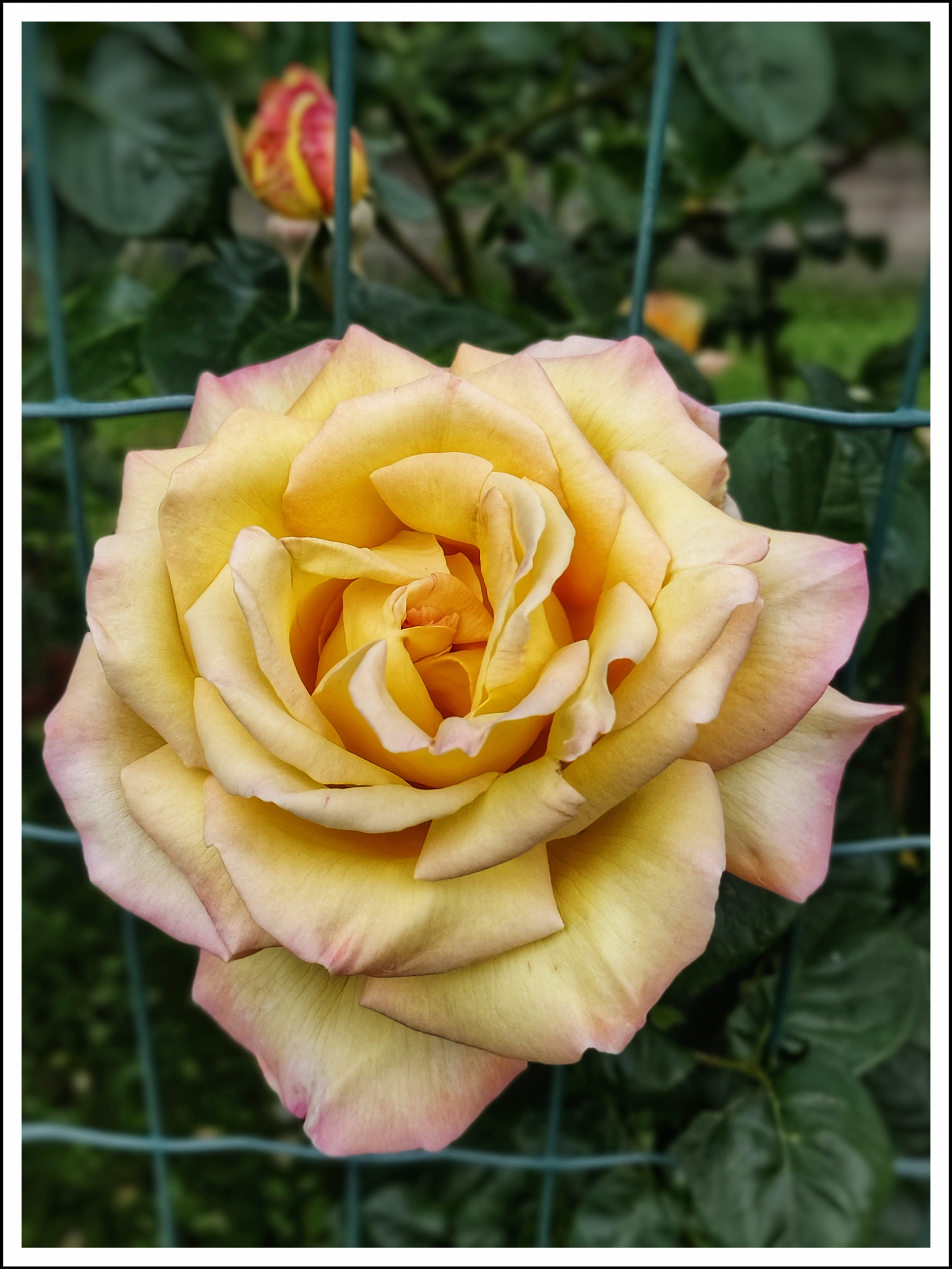 OnePlus 6 sample photo. Escape... photography