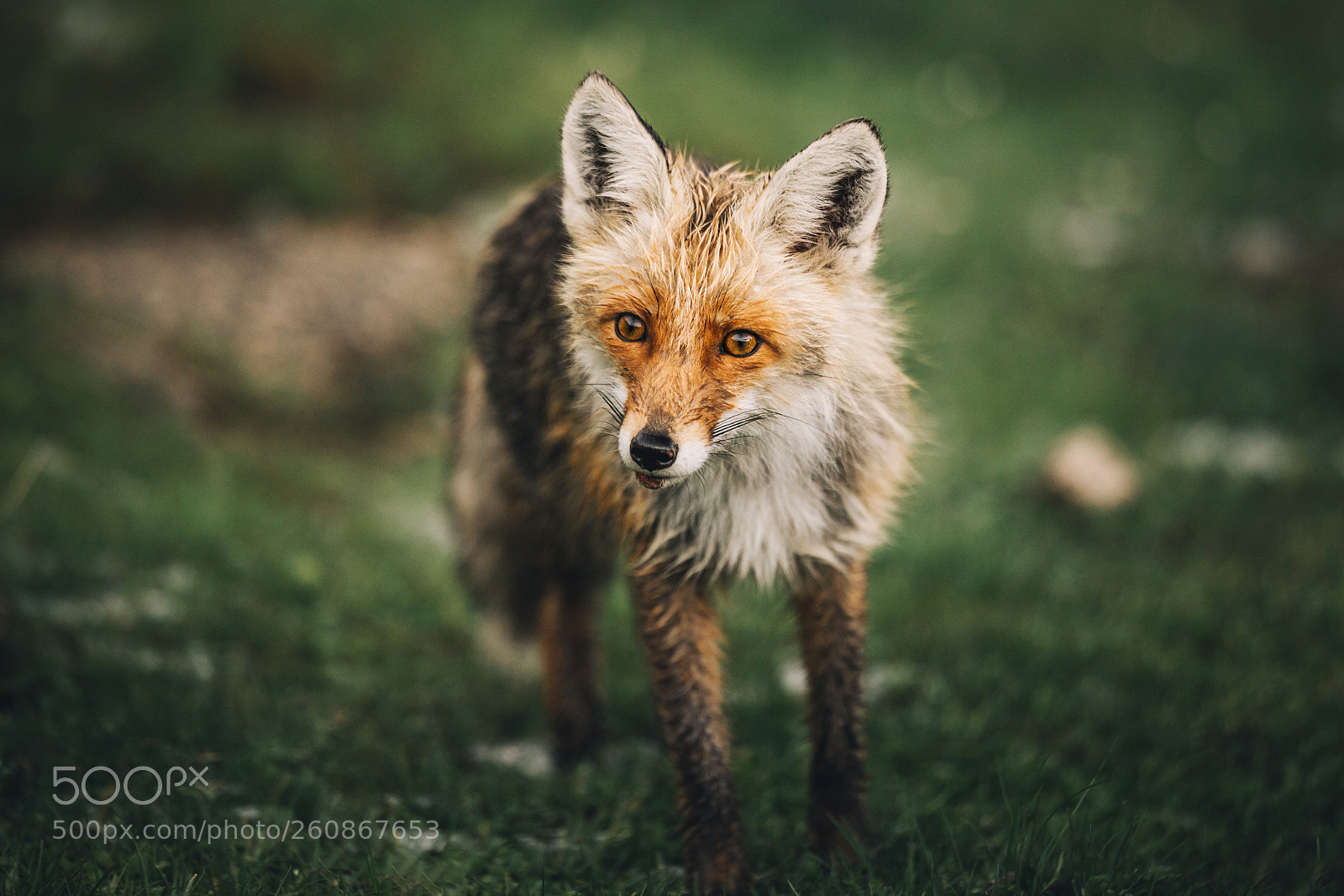 Canon EOS 6D sample photo. Wild red fox portrait photography