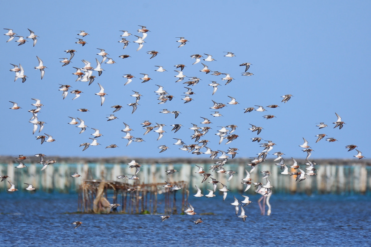 Nikon D7200 sample photo. Calidris ferruginea photography