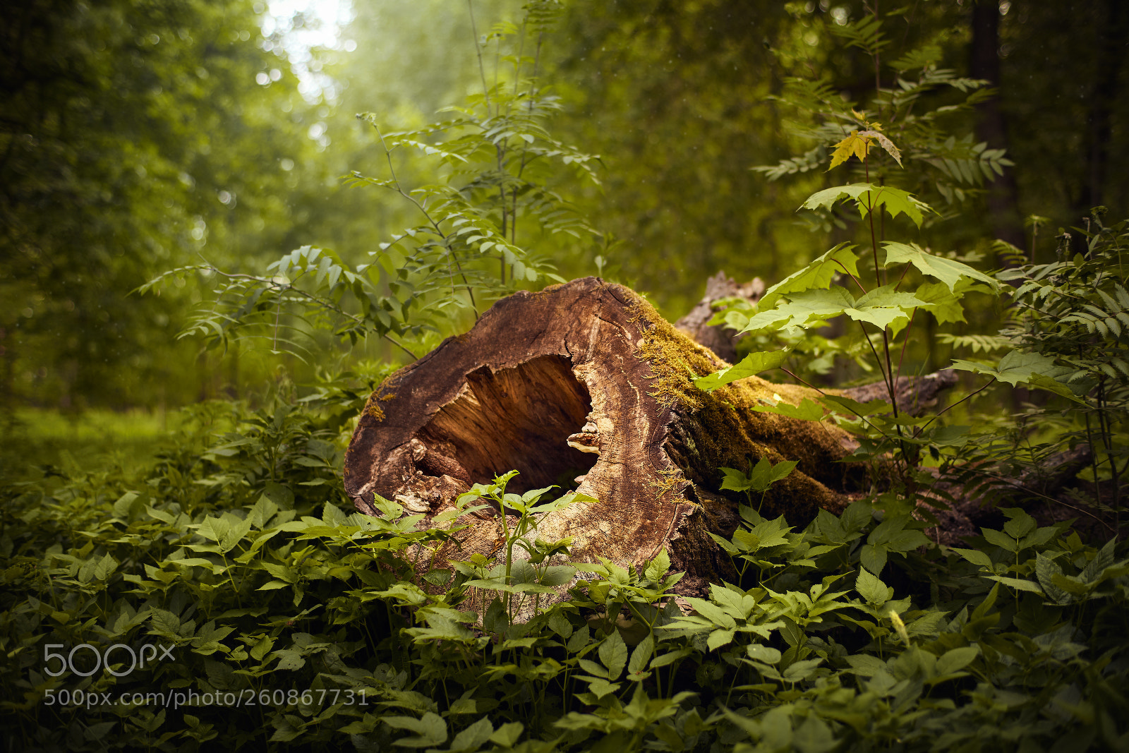 Canon EOS 5D Mark II sample photo. Magic knothole photography