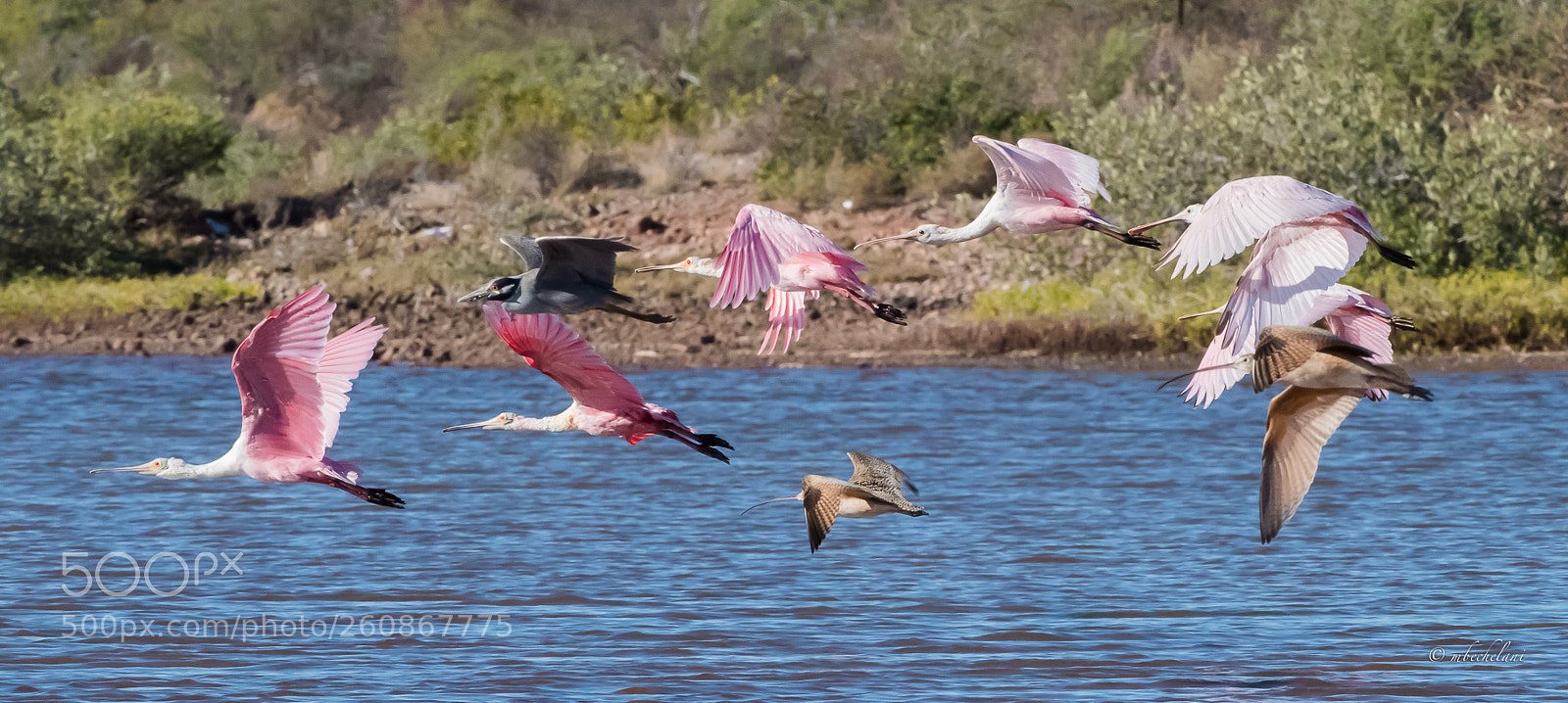 Nikon D810 sample photo. Mbs_7786-2.jpg photography