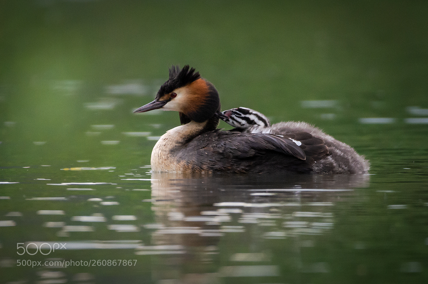 Nikon D7200 sample photo. Grebe with chick photography
