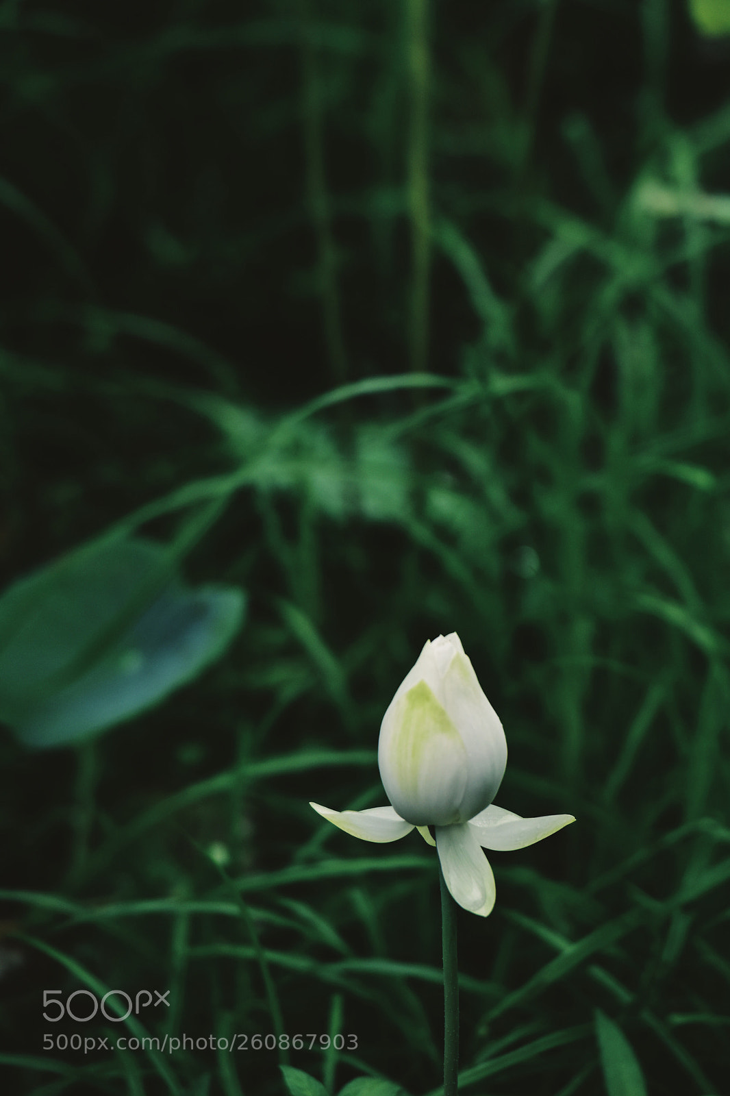 Nikon D810 sample photo. White photography
