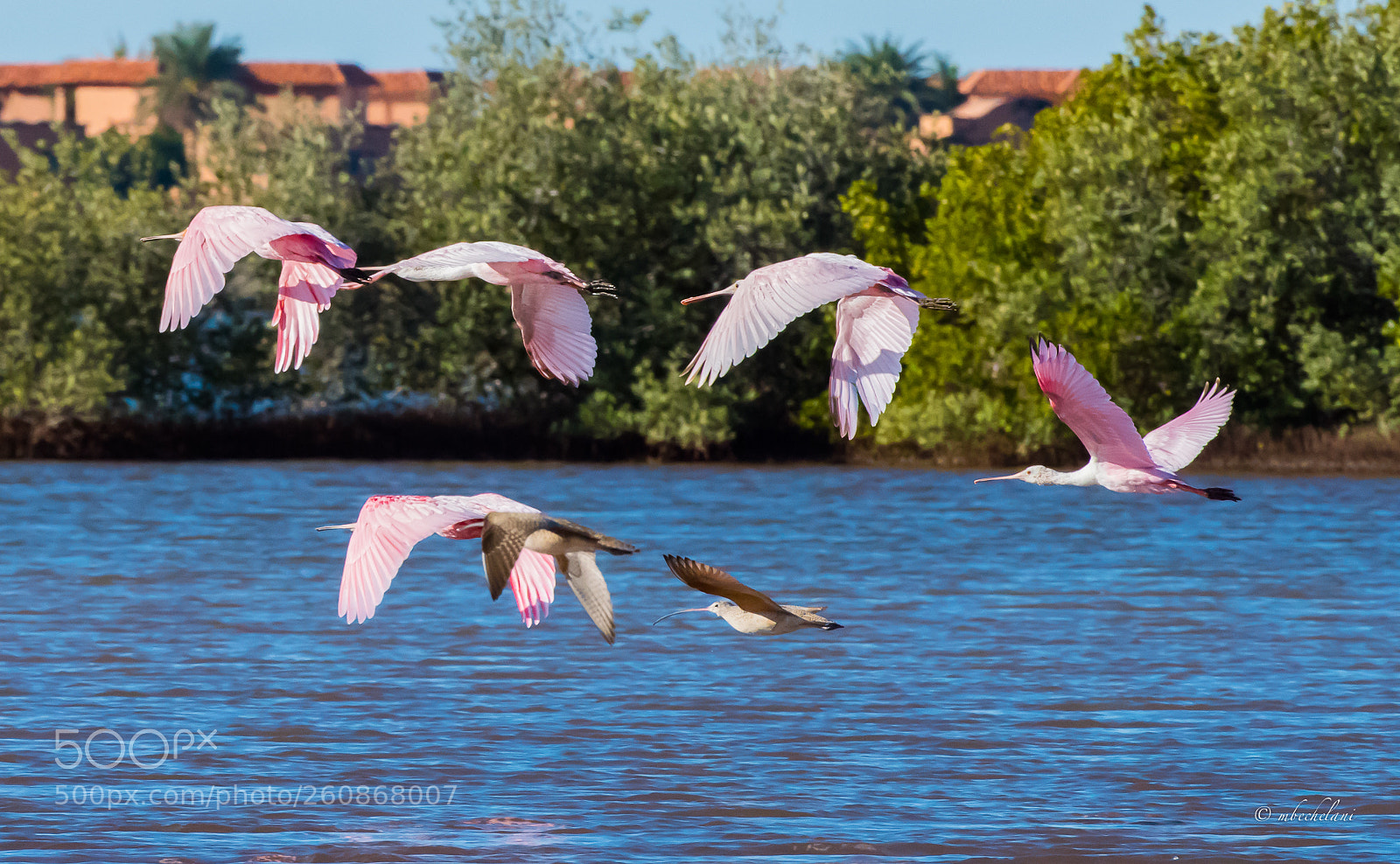 Nikon D810 sample photo. Mbs_7787-3.jpg photography