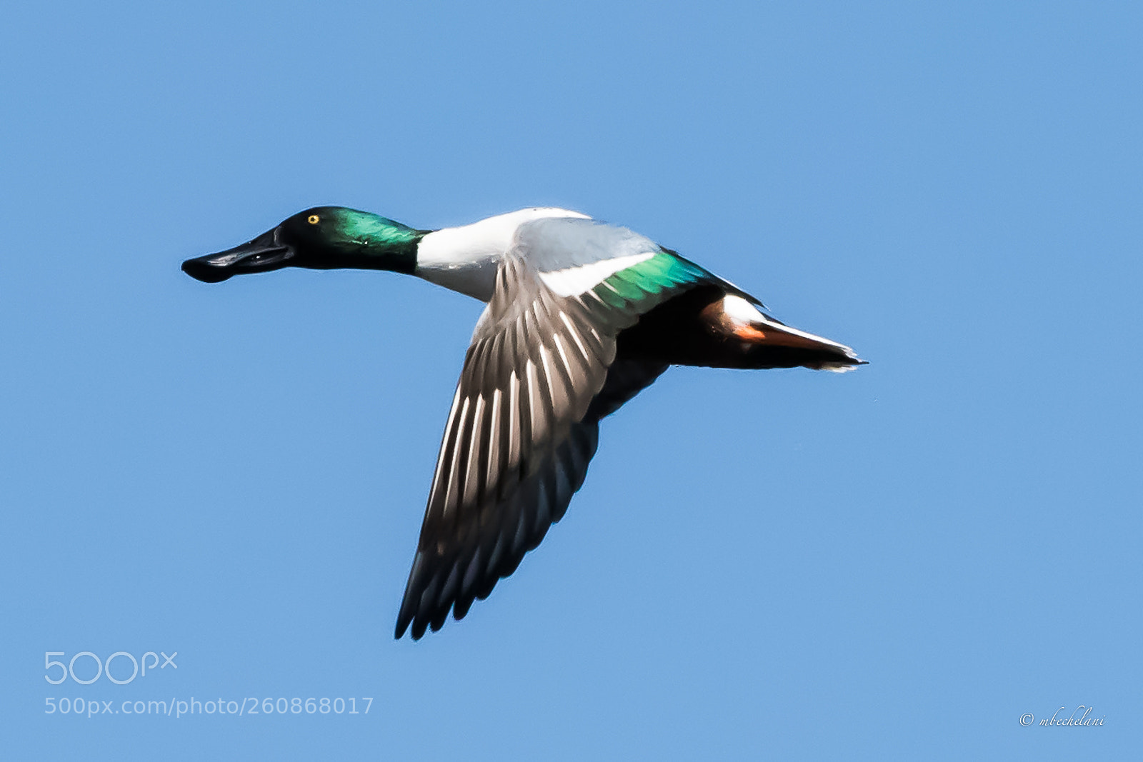 Nikon D810 sample photo. Mbs photography
