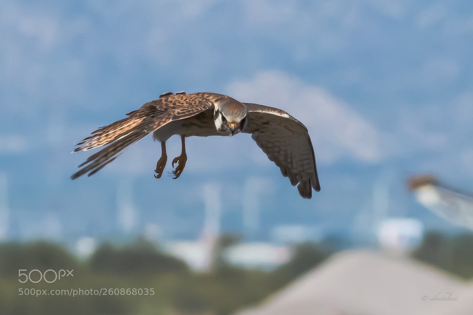 Nikon D810 sample photo. Mbs photography