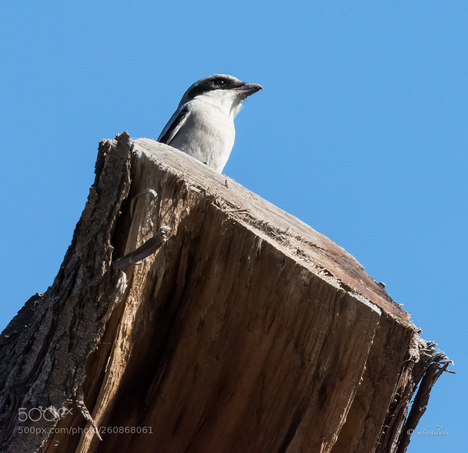 Nikon D810 sample photo. Mbs photography