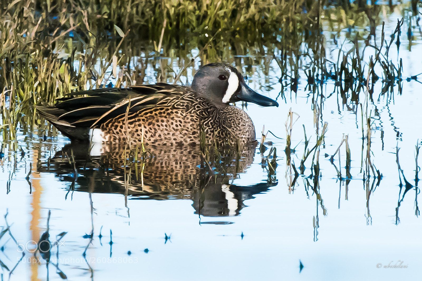 Nikon D810 sample photo. Mbs photography