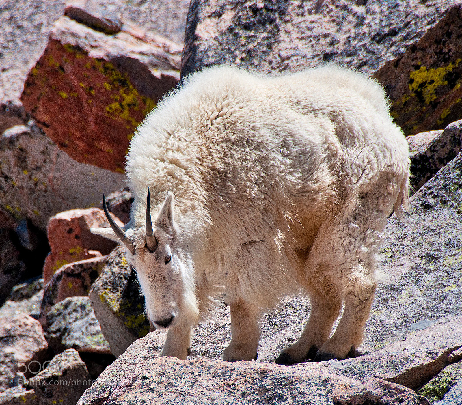 Nikon D90 sample photo. Rocky mountain goat photography