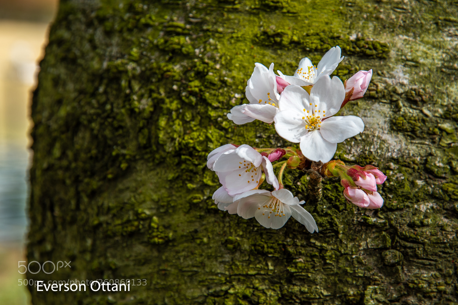 Nikon D500 sample photo. Sakura photography