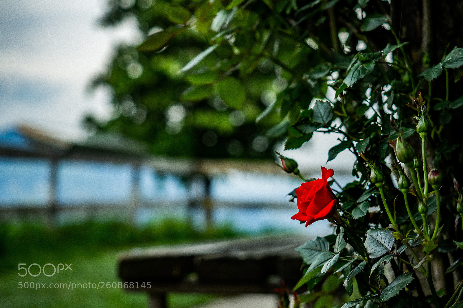 Olympus OM-D E-M10 II sample photo. Rose am michaelskreuz photography