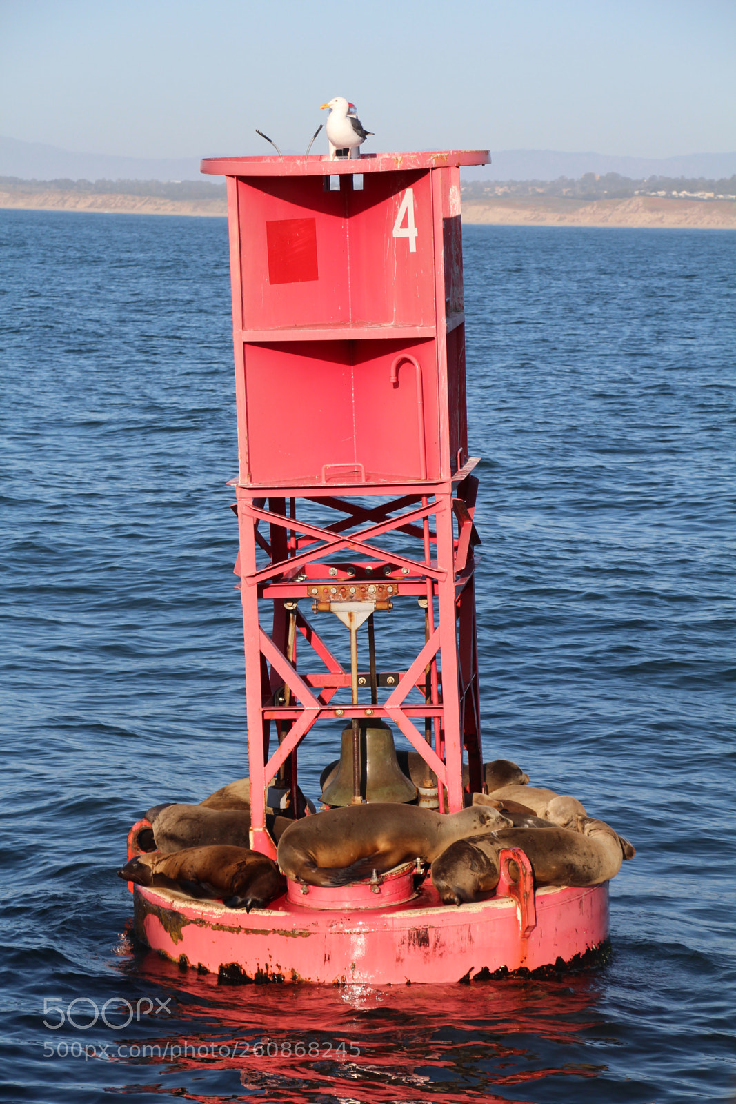 Canon EOS 700D (EOS Rebel T5i / EOS Kiss X7i) sample photo. Sealions hanging around in photography