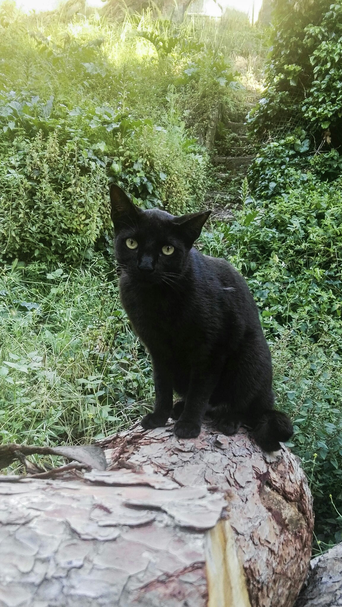 HUAWEI GX8 sample photo