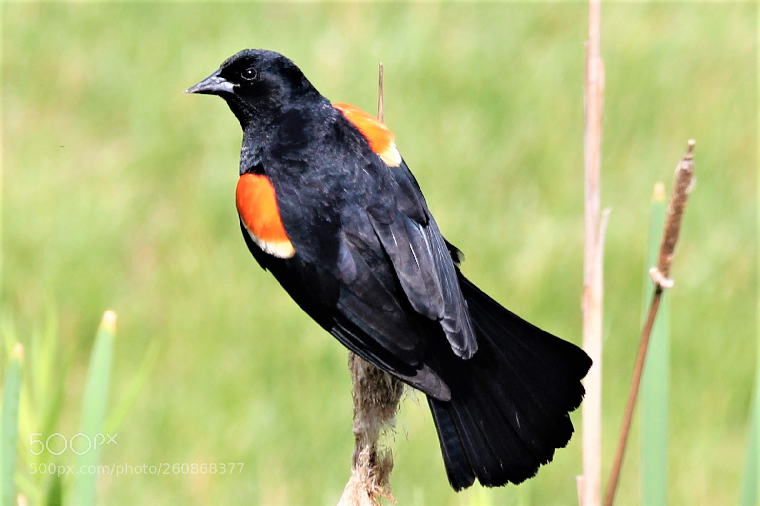 Canon EOS 1300D (EOS Rebel T6 / EOS Kiss X80) sample photo. Orange bird photography