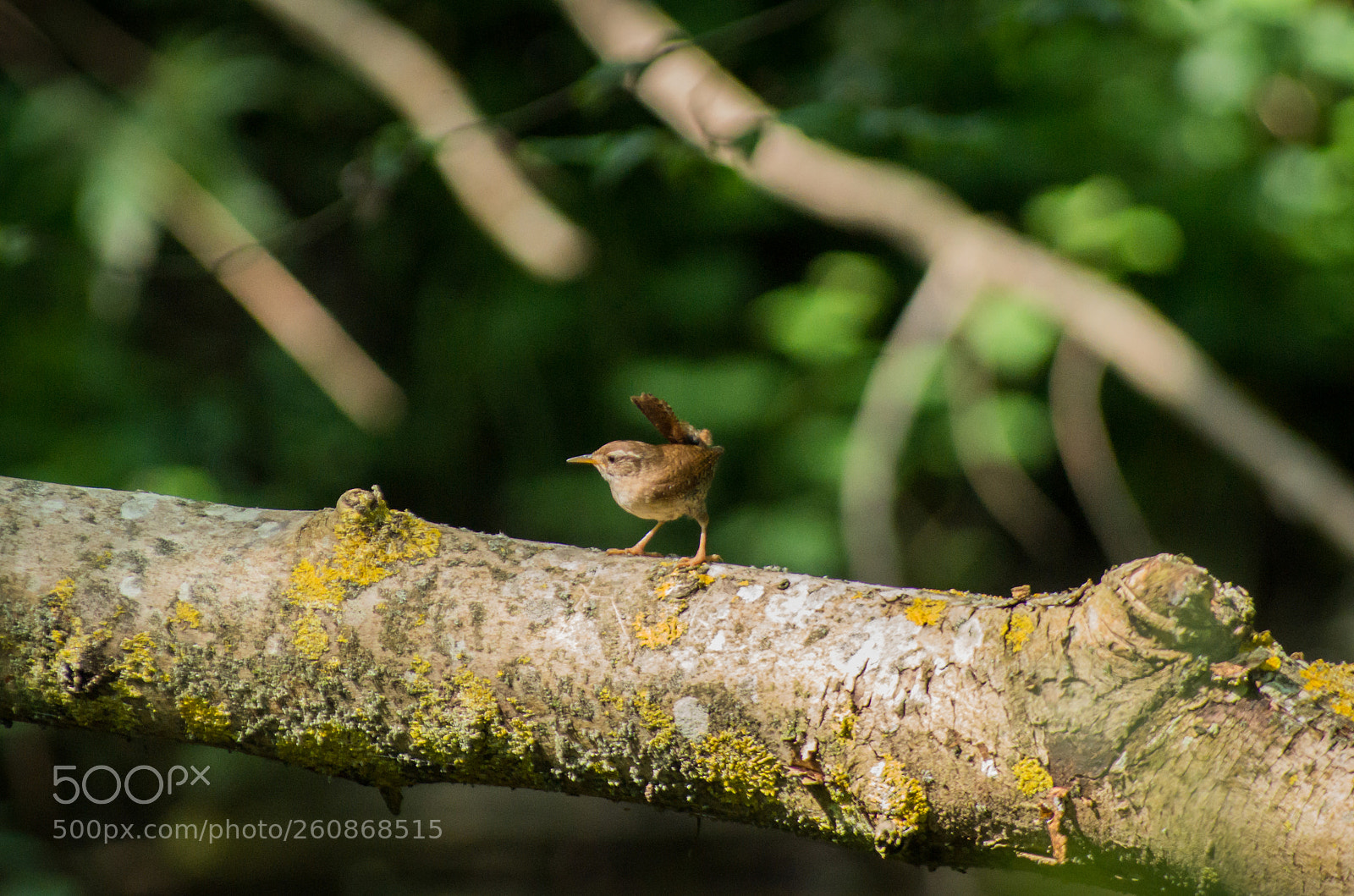 Pentax K-30 sample photo. Eurasian wren photography
