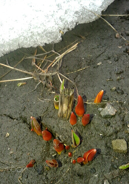 Samsung Galaxy Core sample photo. Spring flowers photography