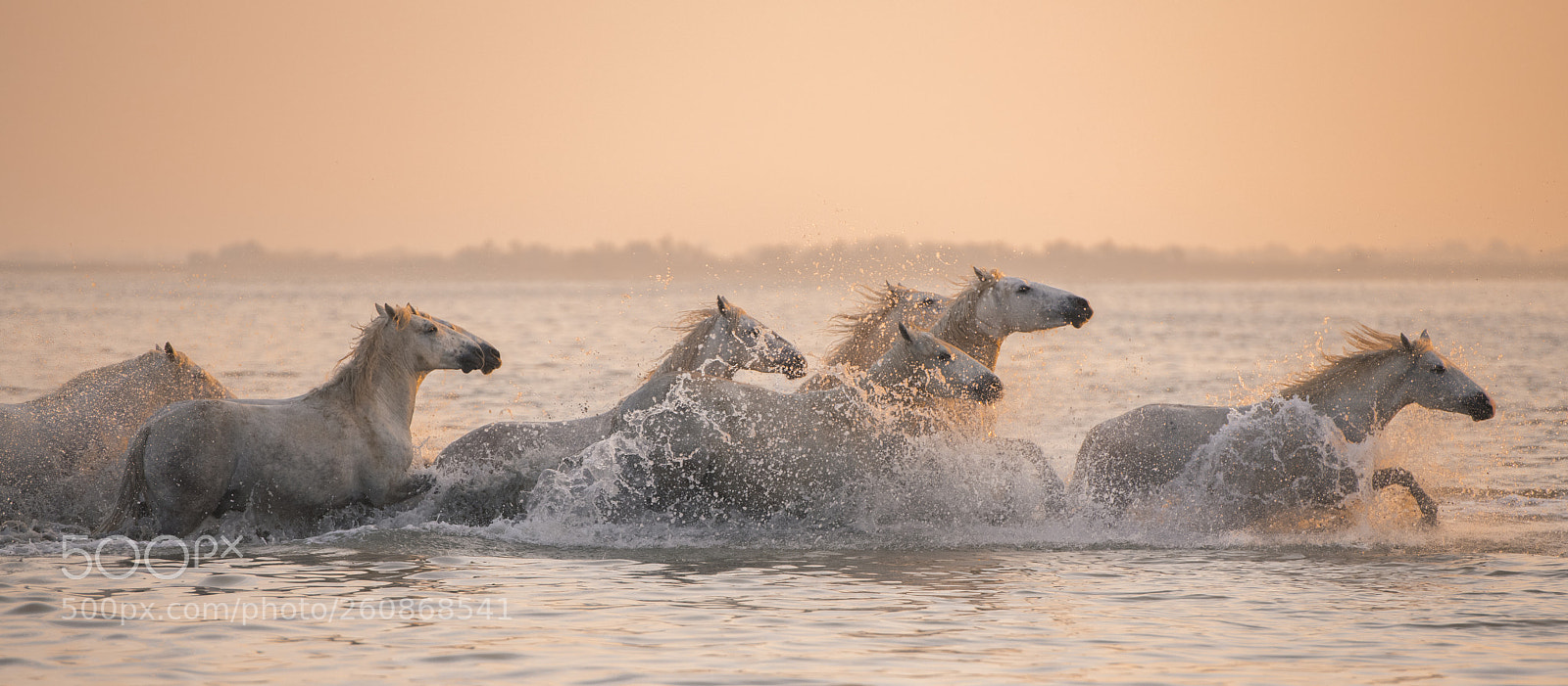 Nikon D850 sample photo. Wild horses photography
