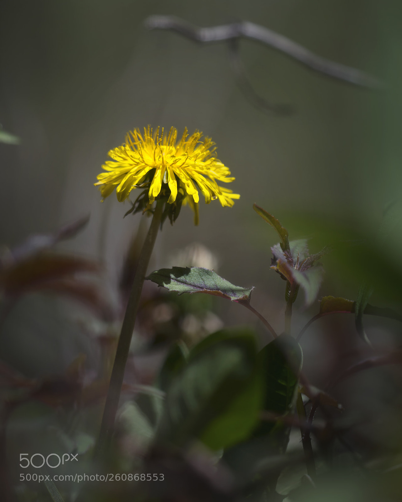 Nikon D7100 sample photo. One man's weed... photography