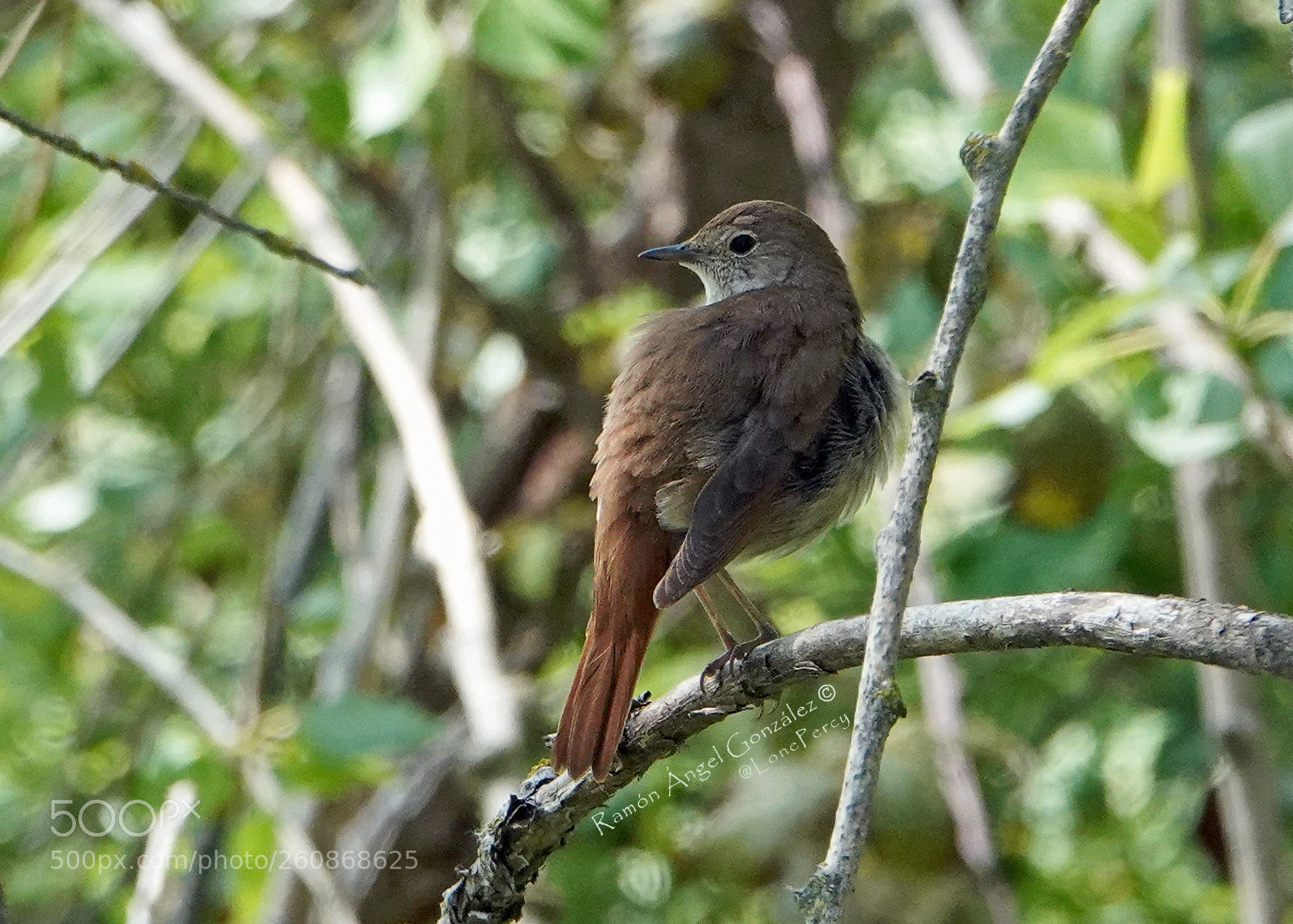 Sony Cyber-shot DSC-RX10 IV sample photo. Common nightingale perched after photography