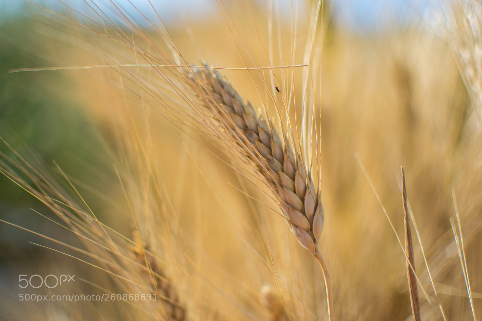 Nikon D3300 sample photo. Our future food ... photography