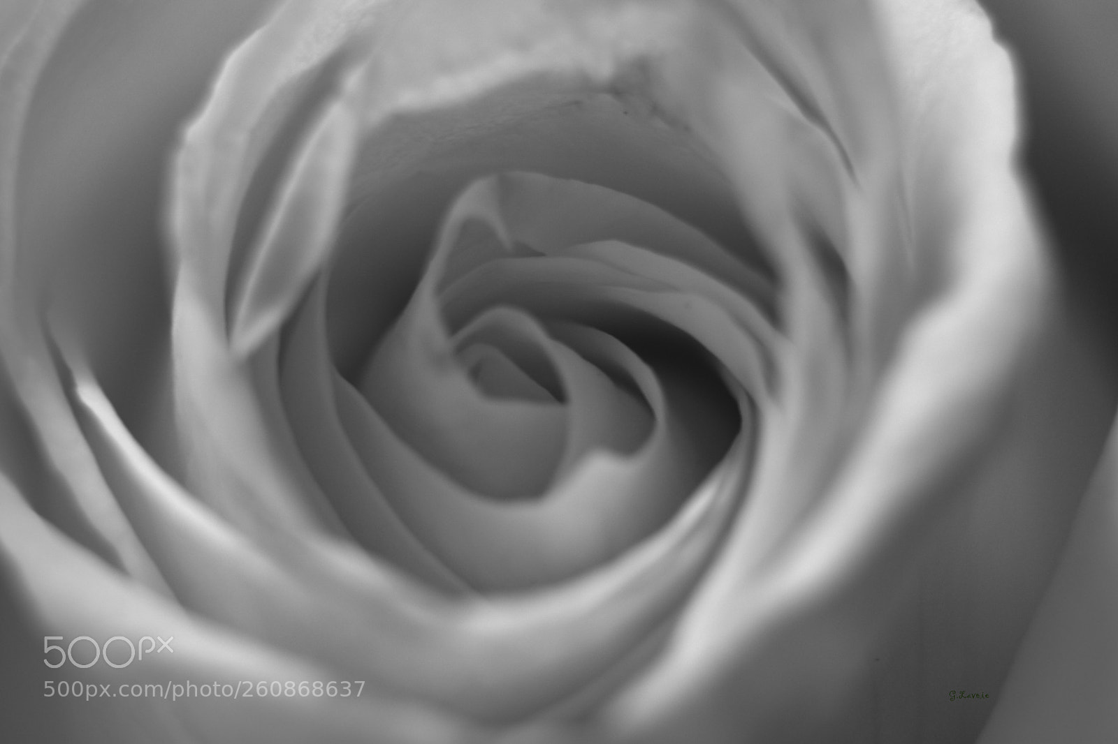 Nikon D7200 sample photo. Rose blanche  photography