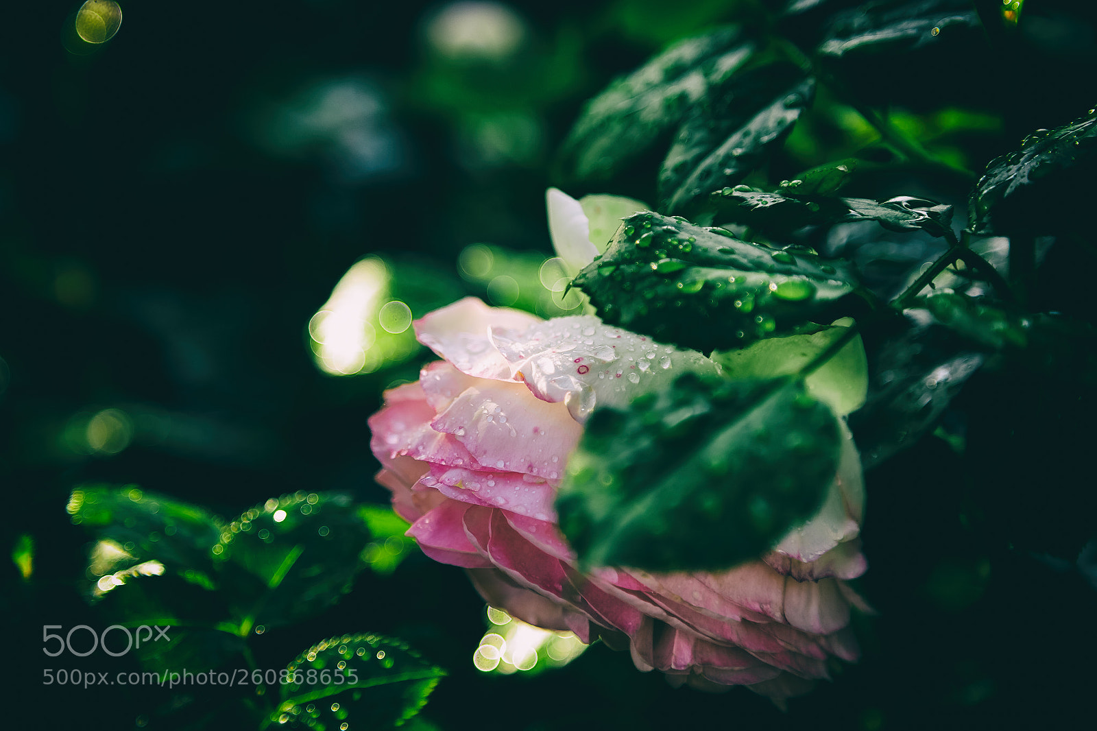 Canon EOS 6D sample photo. Rebstock garden photography